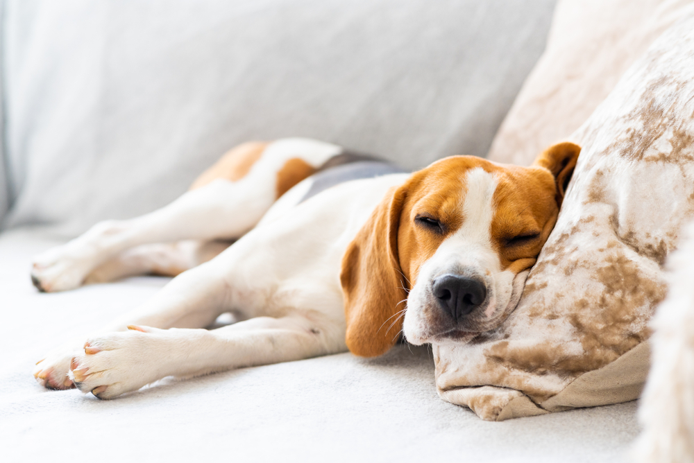 beagle dog sleeping on sofa